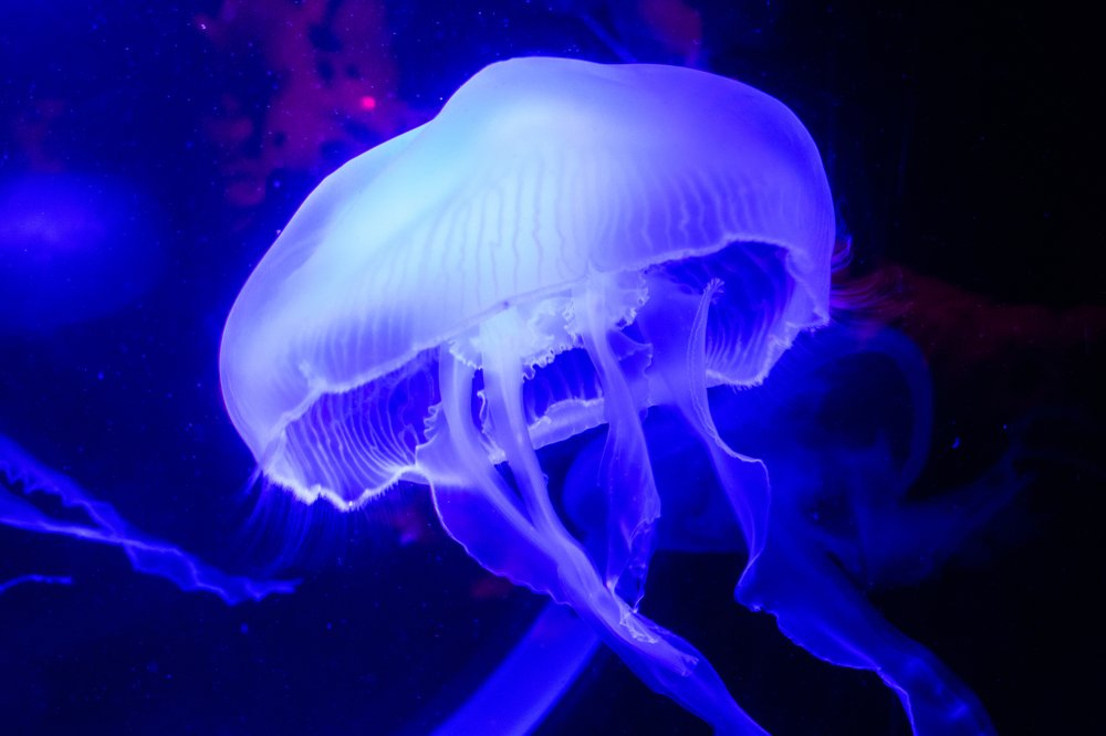 Photograph by Chantelle van Lente-Bosch