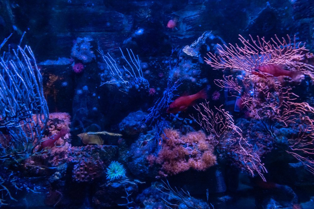 Photograph by Chantelle van Lente-Bosch