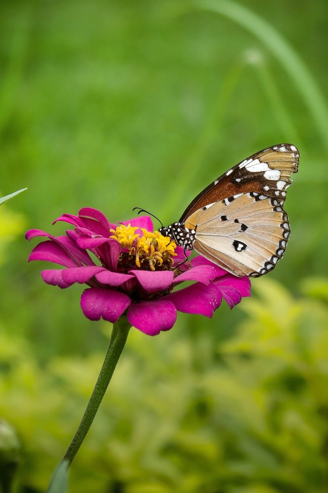 Photograph by Afzalkhan Khan