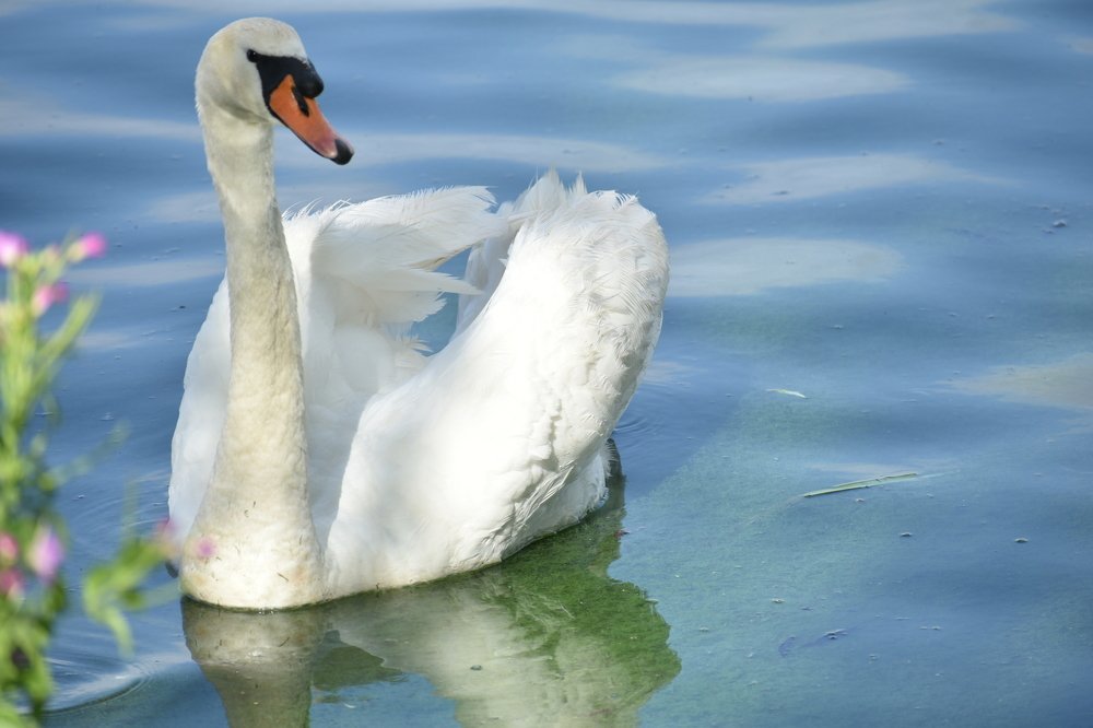 The beauty of a swan