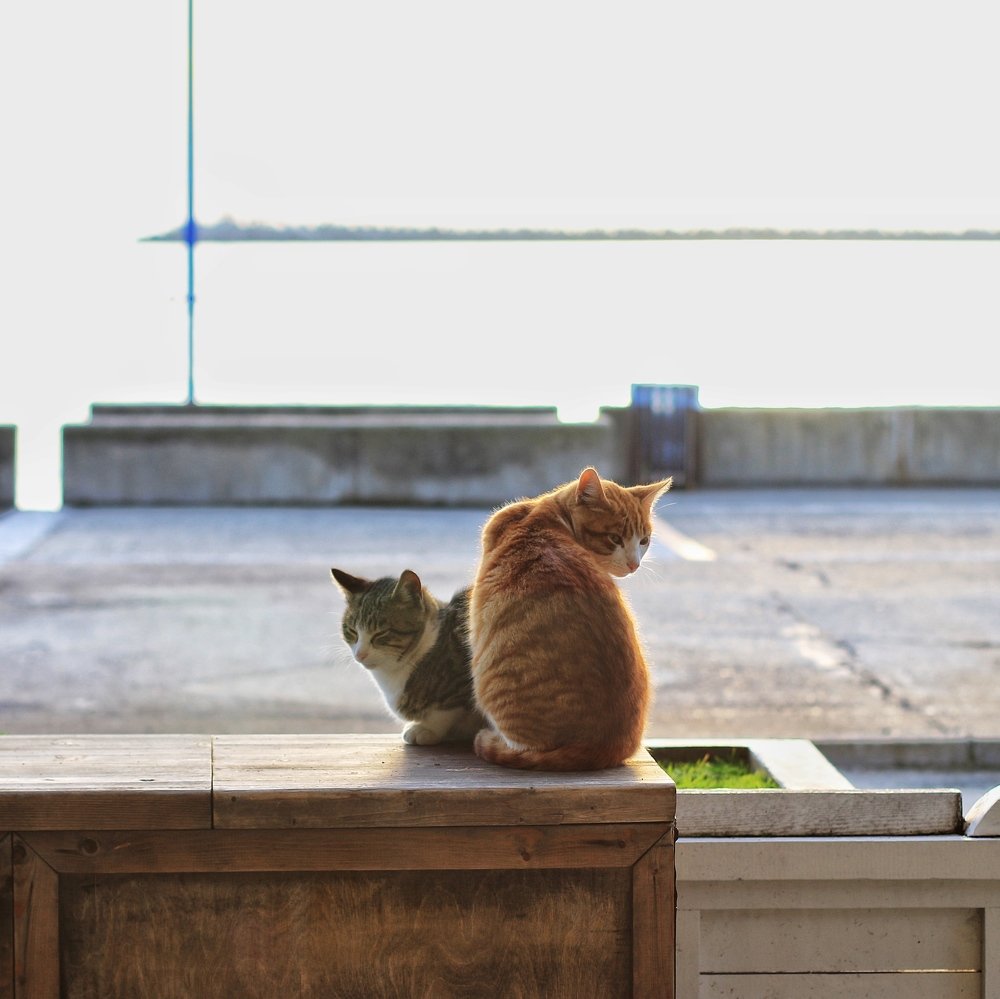 Photograph by Лена Суворова