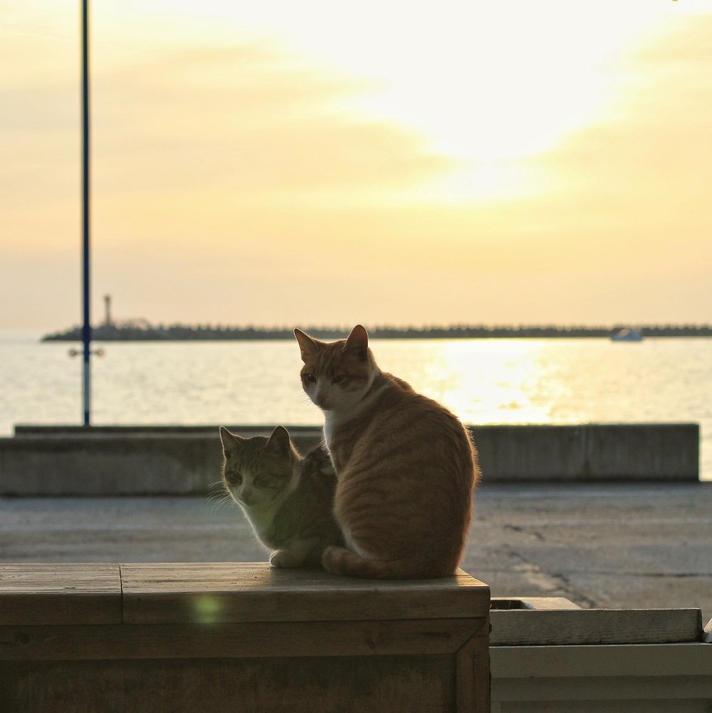 Photograph by Лена Суворова