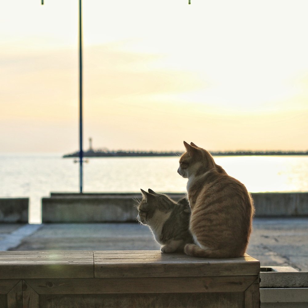 Photograph by Лена Суворова