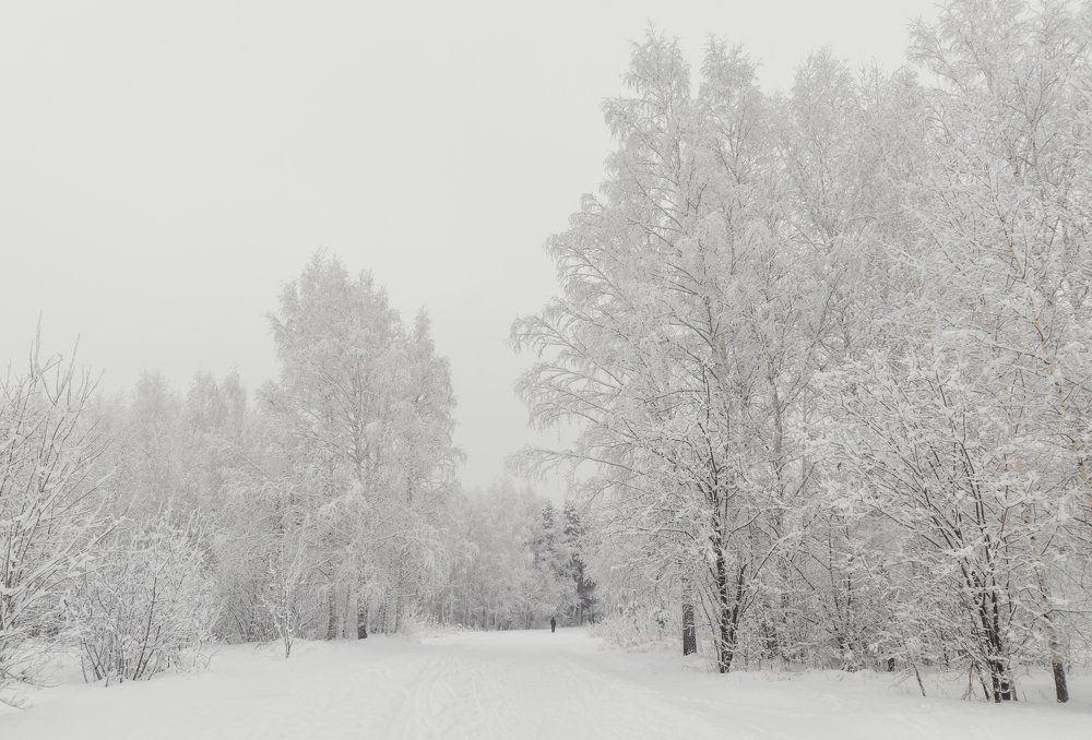 Белые березы усыпаны снегом, дорога через лес