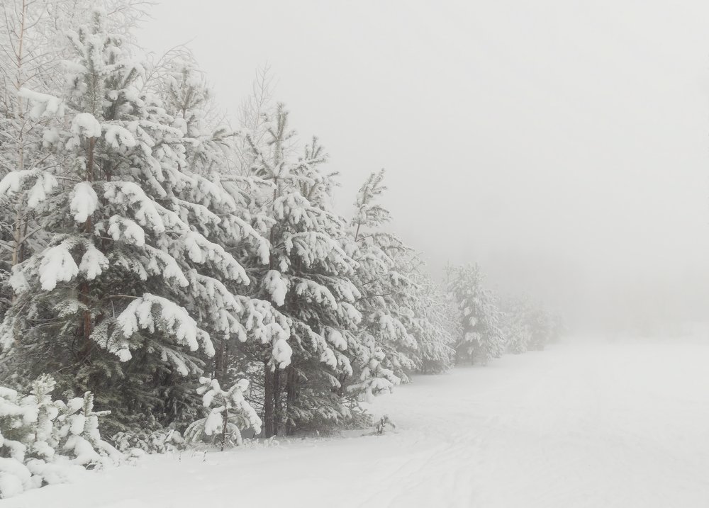 Красивая зима в Томском лесу