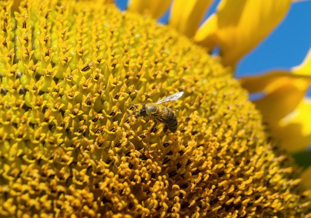 Photograph by Сергей Коваленко