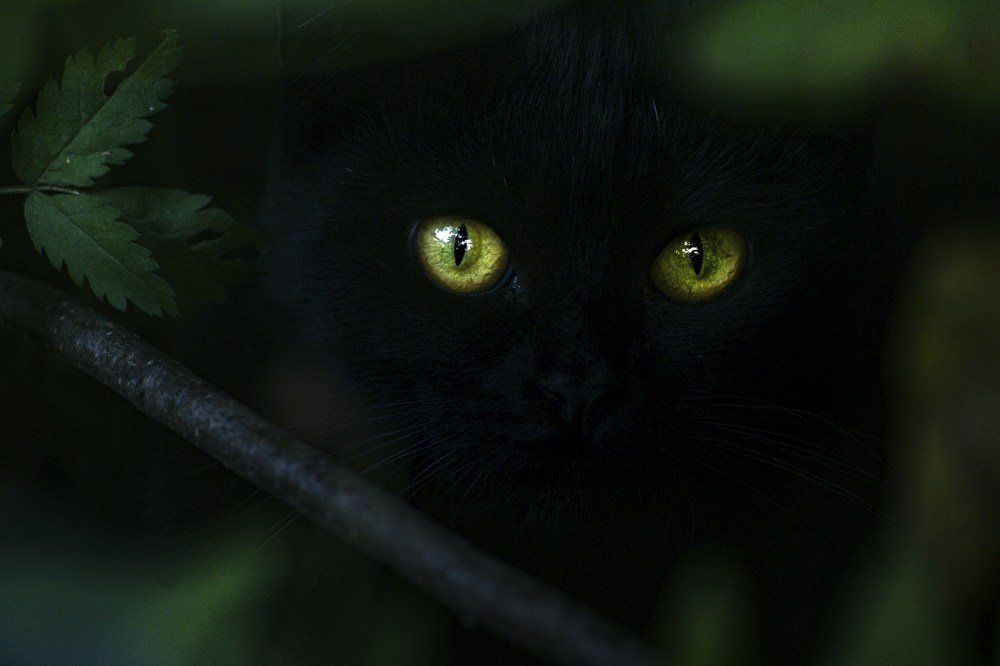 Photograph by Марина Лачинова