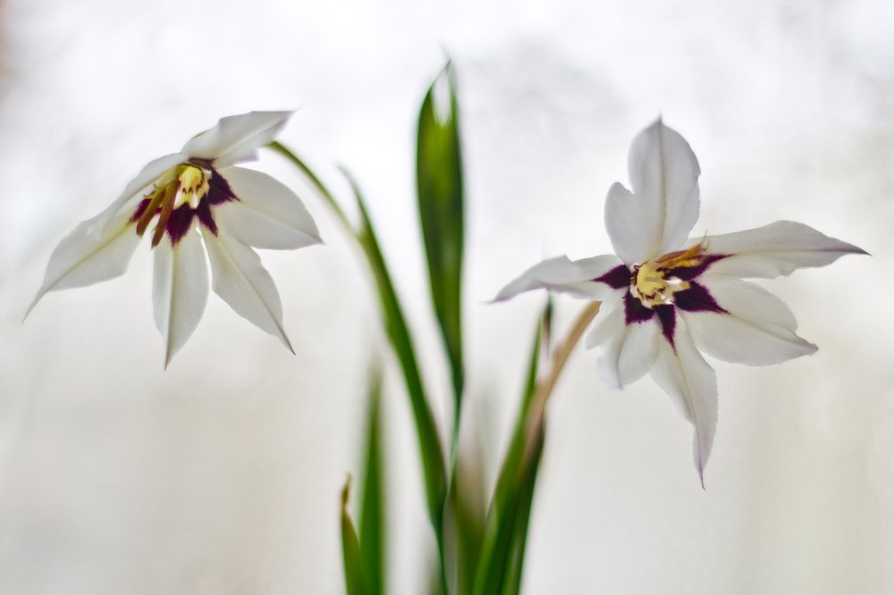 ацидантера