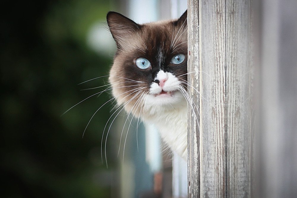 Кот Арсений.