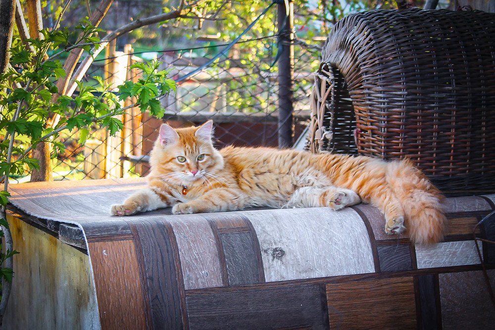 Хорошо на даче летом.