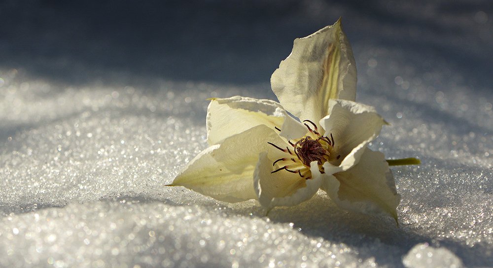 Танцы на снегу