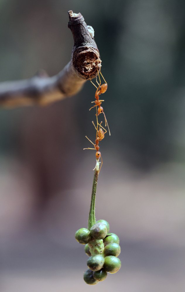 Фотография автора Tutang Hermawan (+62)812 2072-43 Asep