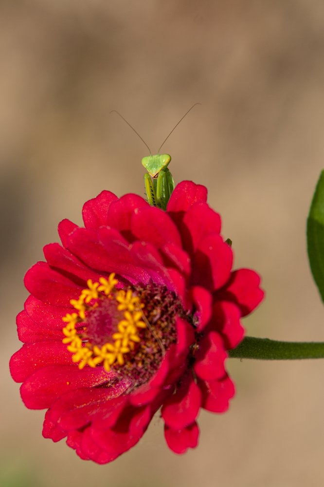 Photograph by Роман Дергунов