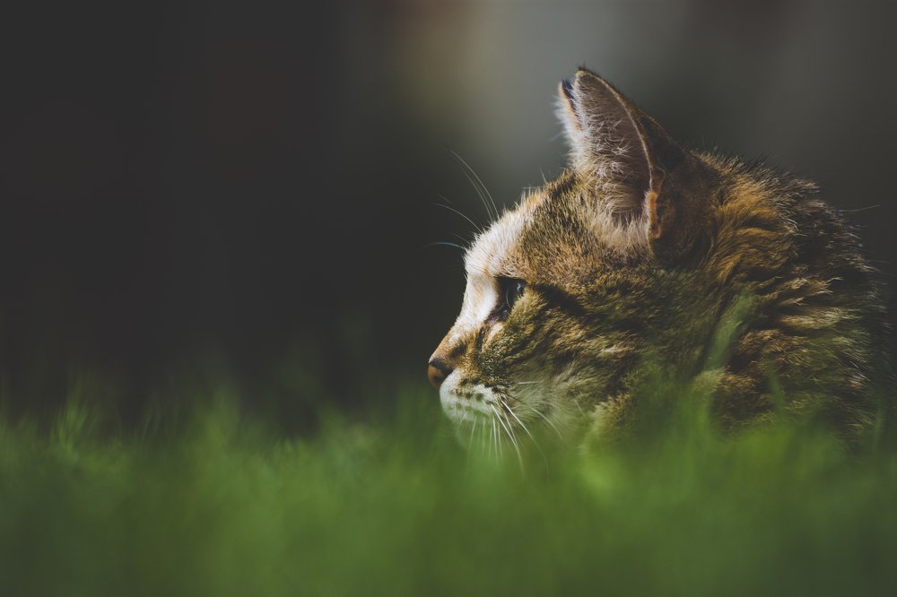 Photograph by Martin Novak