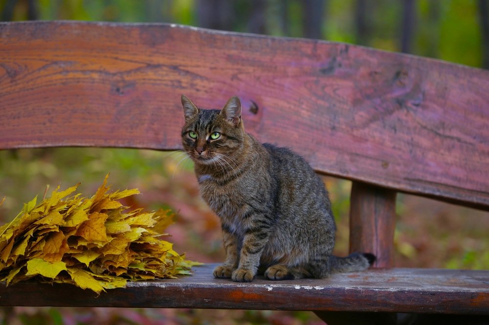 Осеннее настроение