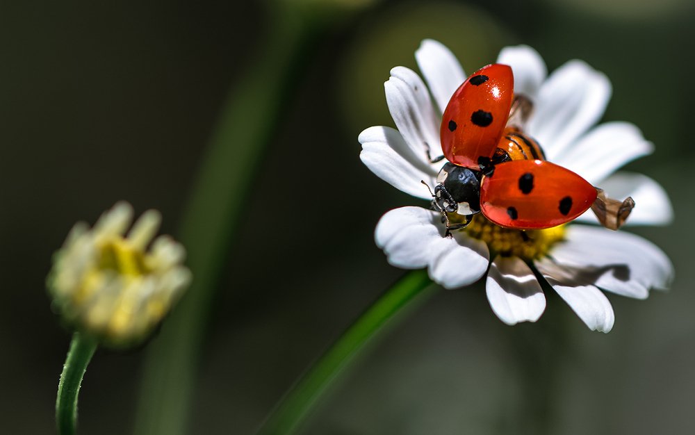 Здравствуйте, я Ваша тётя!