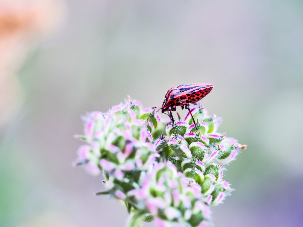 Red bug