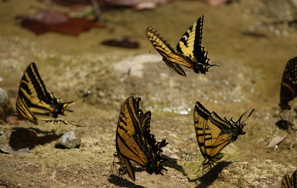 Photograph by Salvador Contreras-Arquieta