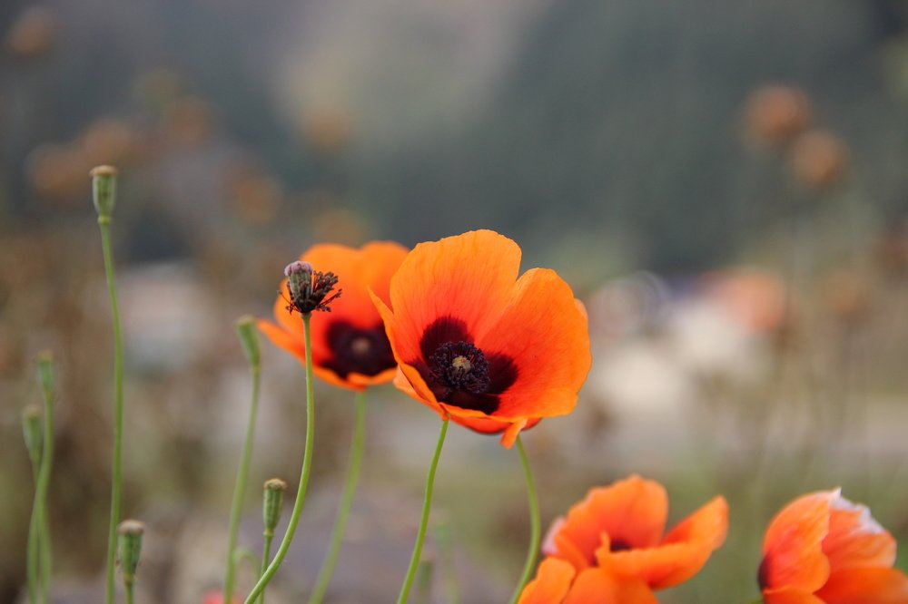 Photograph by Matin Ahmadi