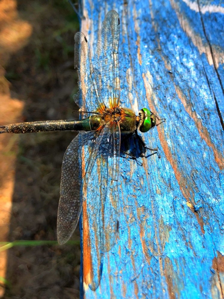 Любитель голубого