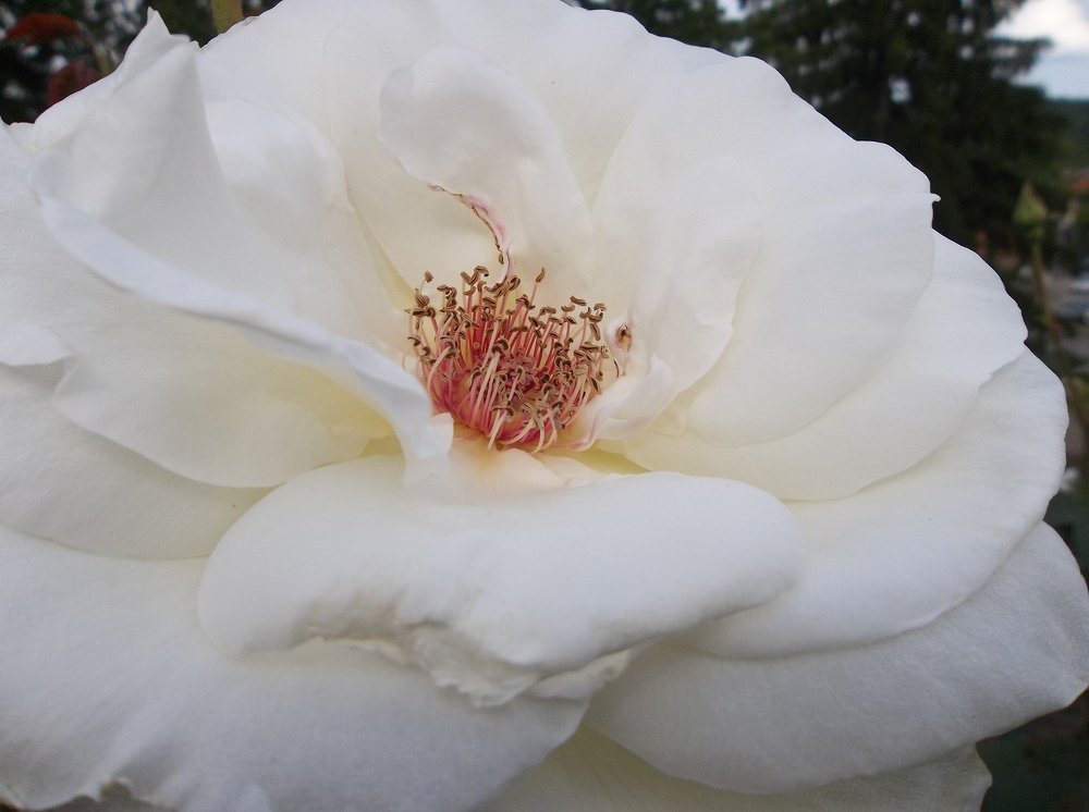 Photograph by Георги Колев