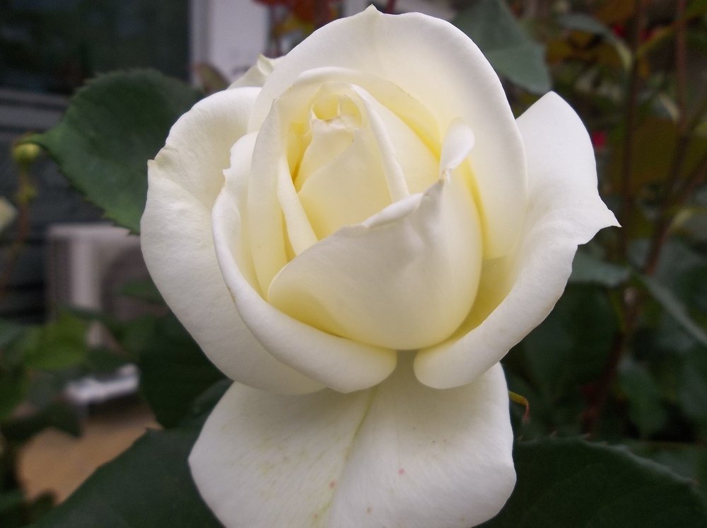 Photograph by Георги Колев