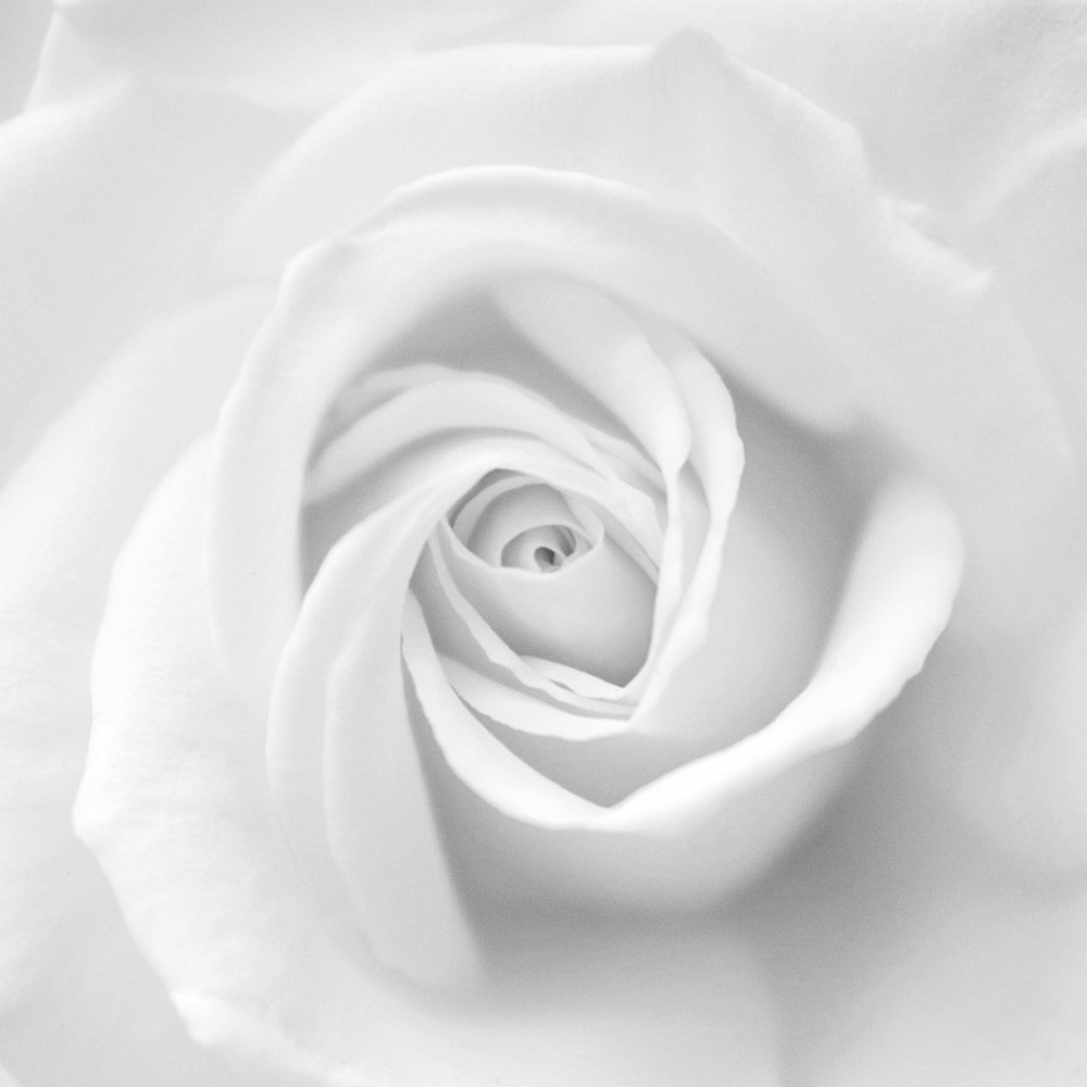 Photograph by hassan yazdi zeynab