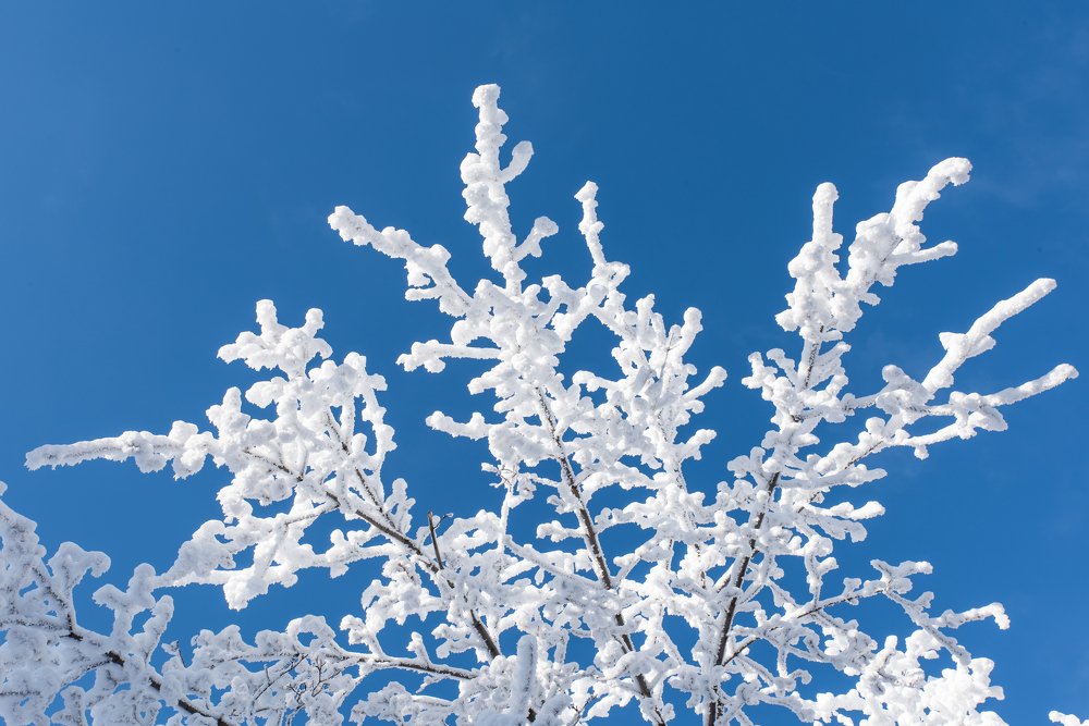 Зимняя красота