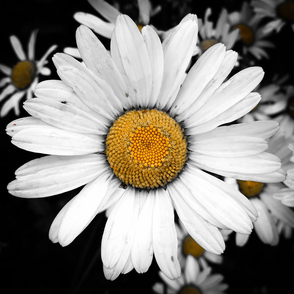 Photograph by Сергей Глухарев