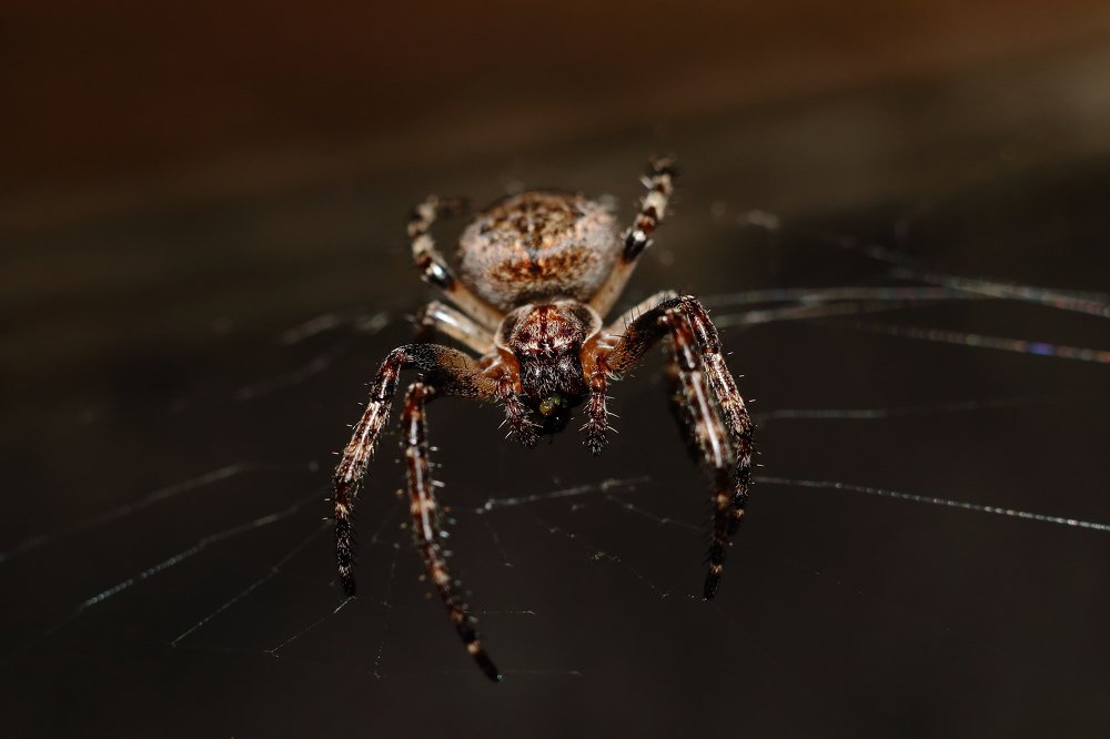 Photograph by Сергей