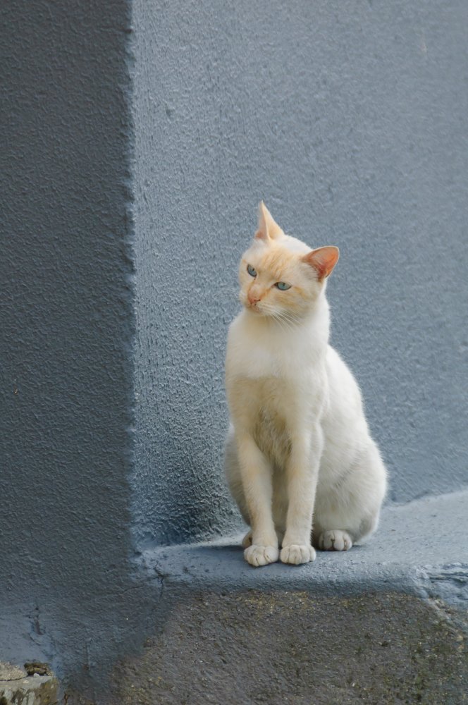 Фотография автора Андрей Симонов