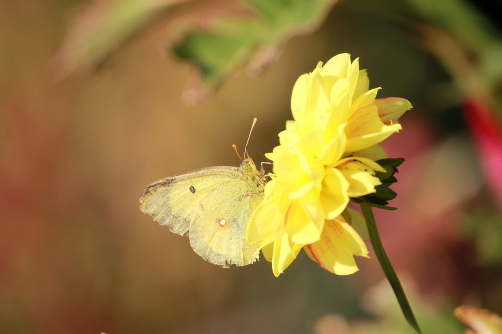 Photograph by Попова Светлана