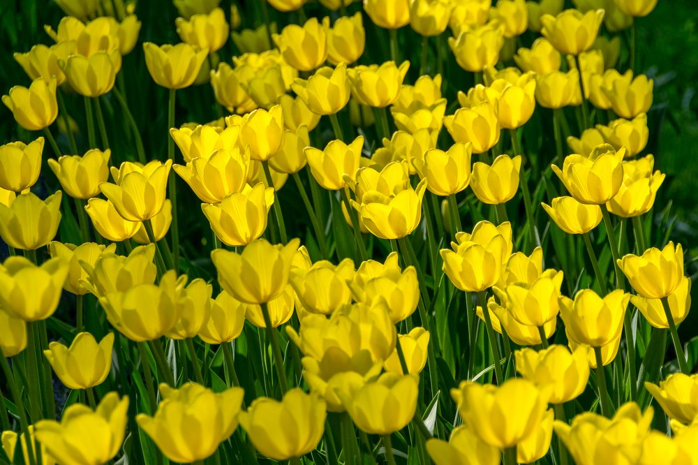 Фотография автора Андрей Симонов