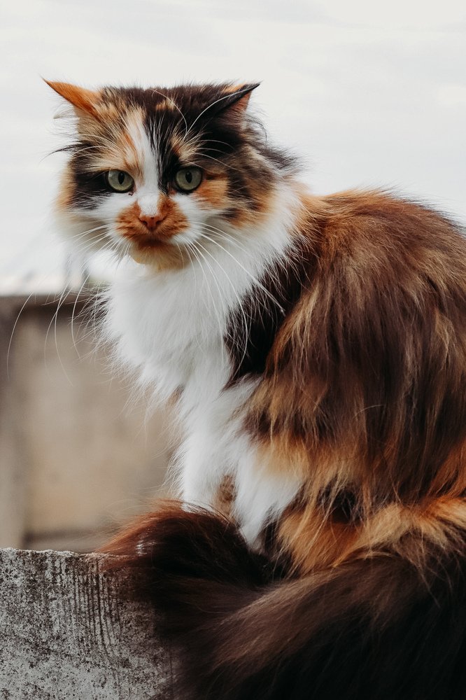 Photograph by Юлия Маевская