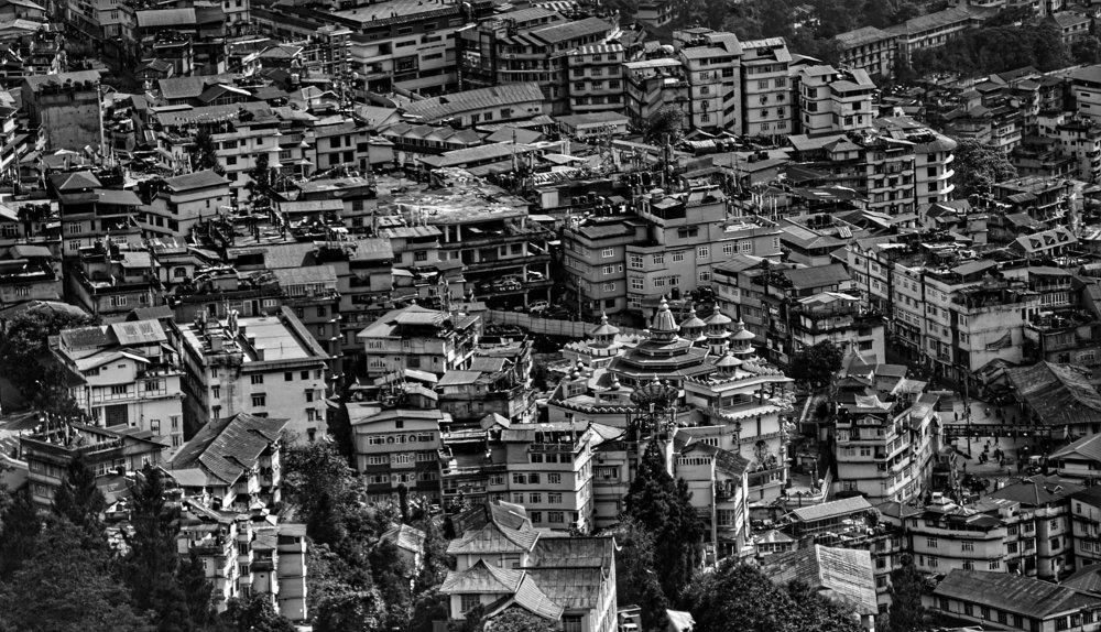 the jungle of  concrite