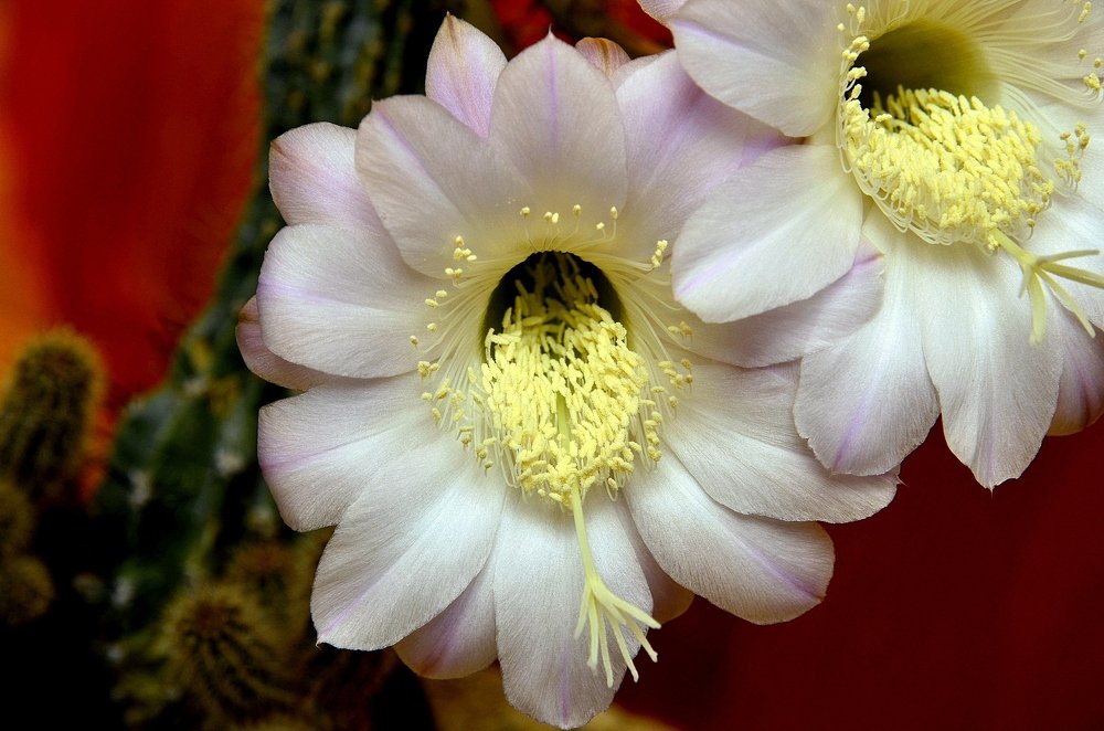 Photograph by Jury Adler