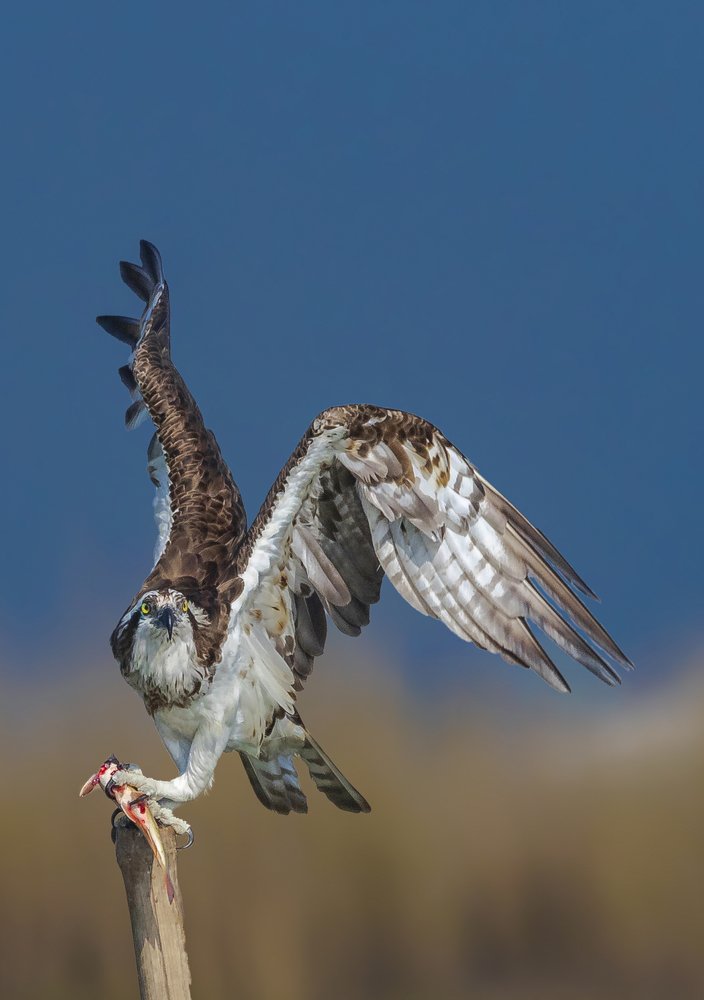 Osprey