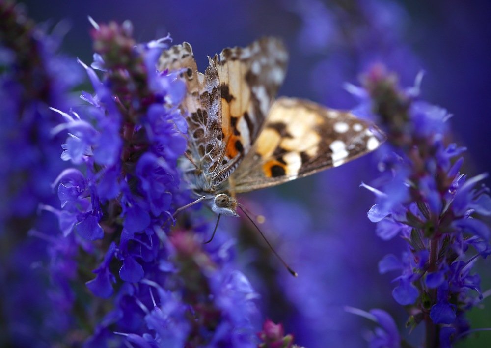 Photograph by Nataliya Mochernyuk