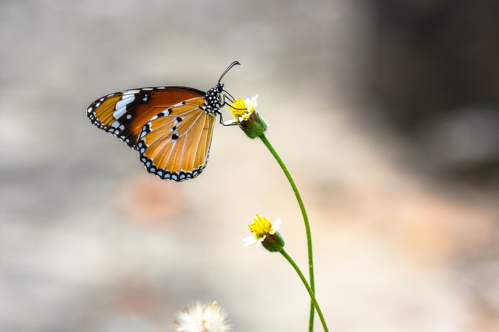 Photograph by Roshan Upadhaya