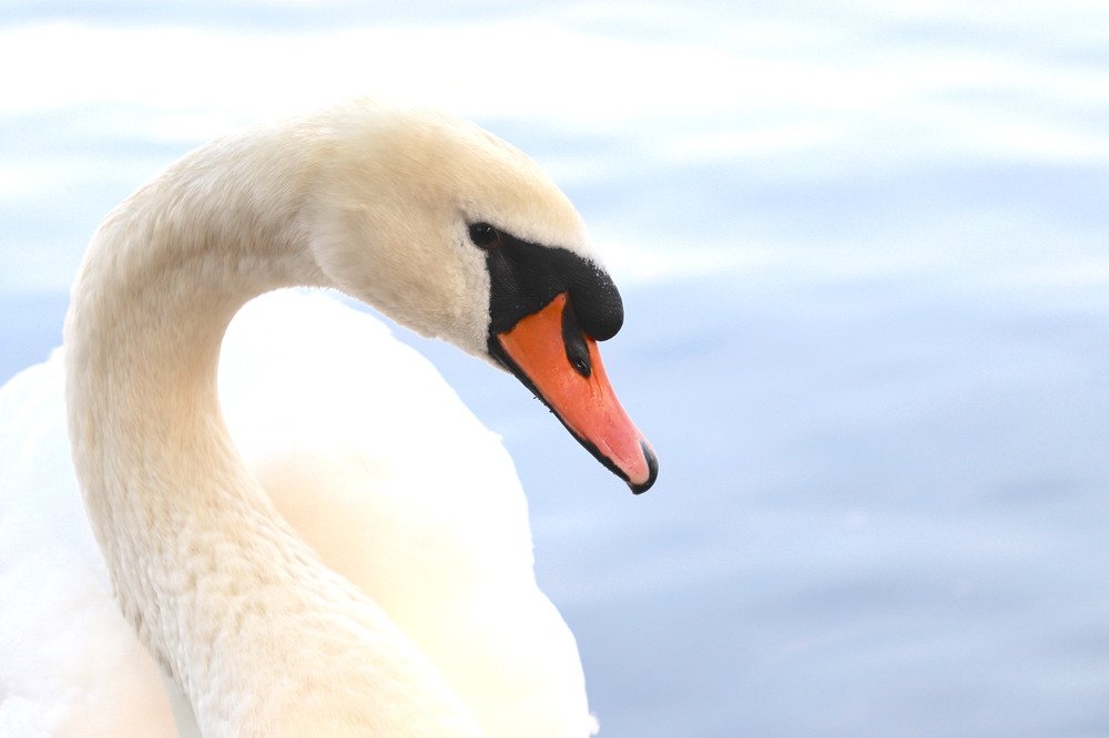 Photograph by Olga Oginskaya