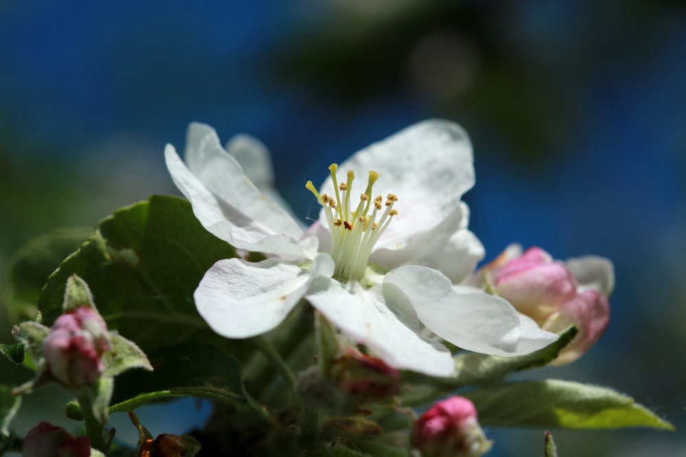Photograph by Александр Цабель