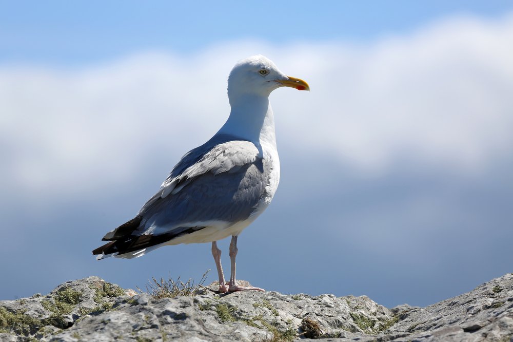 Photograph by Александр Цабель