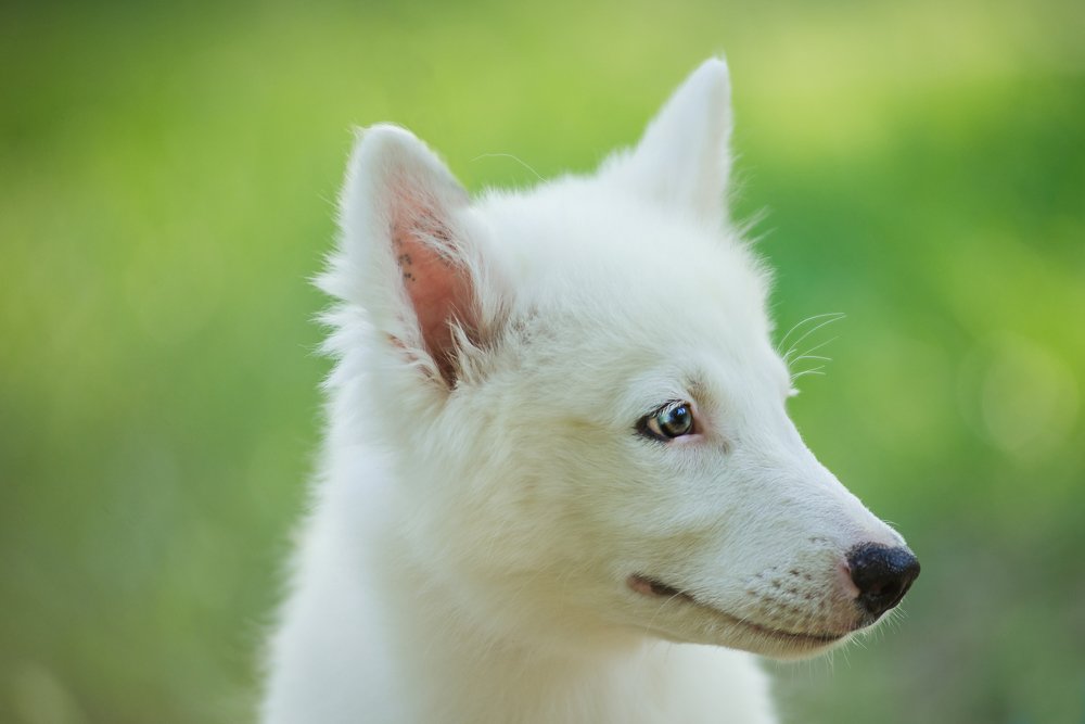 Photograph by Анастасия Мельник