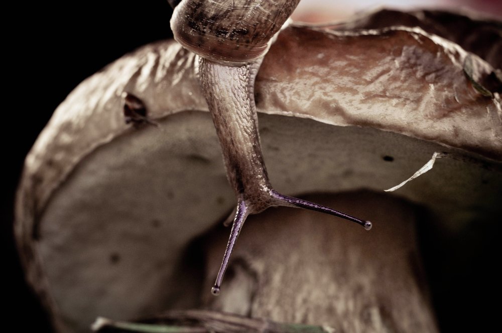 Photograph by Олеся zme