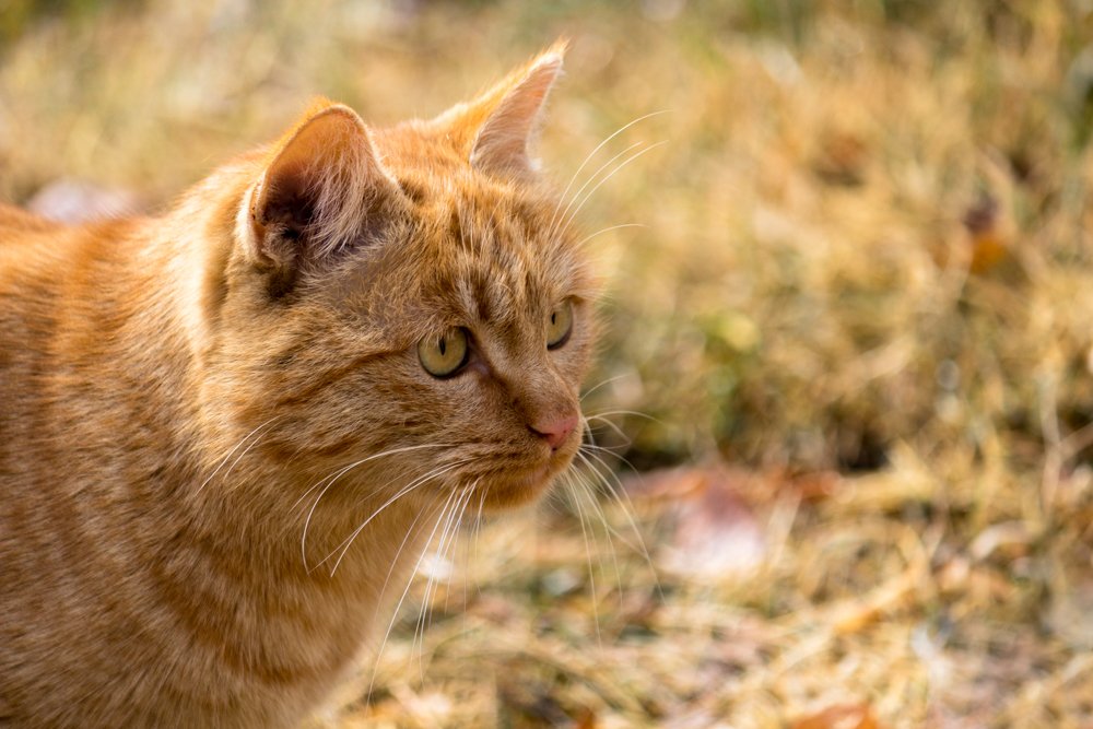 Photograph by Golestani Mojtaba
