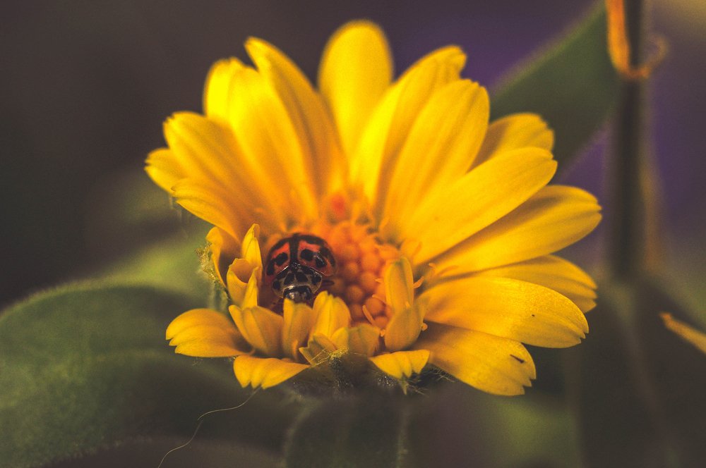 Photograph by Олеся zme