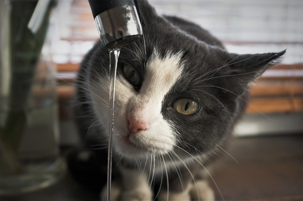 Фотография автора dariussal