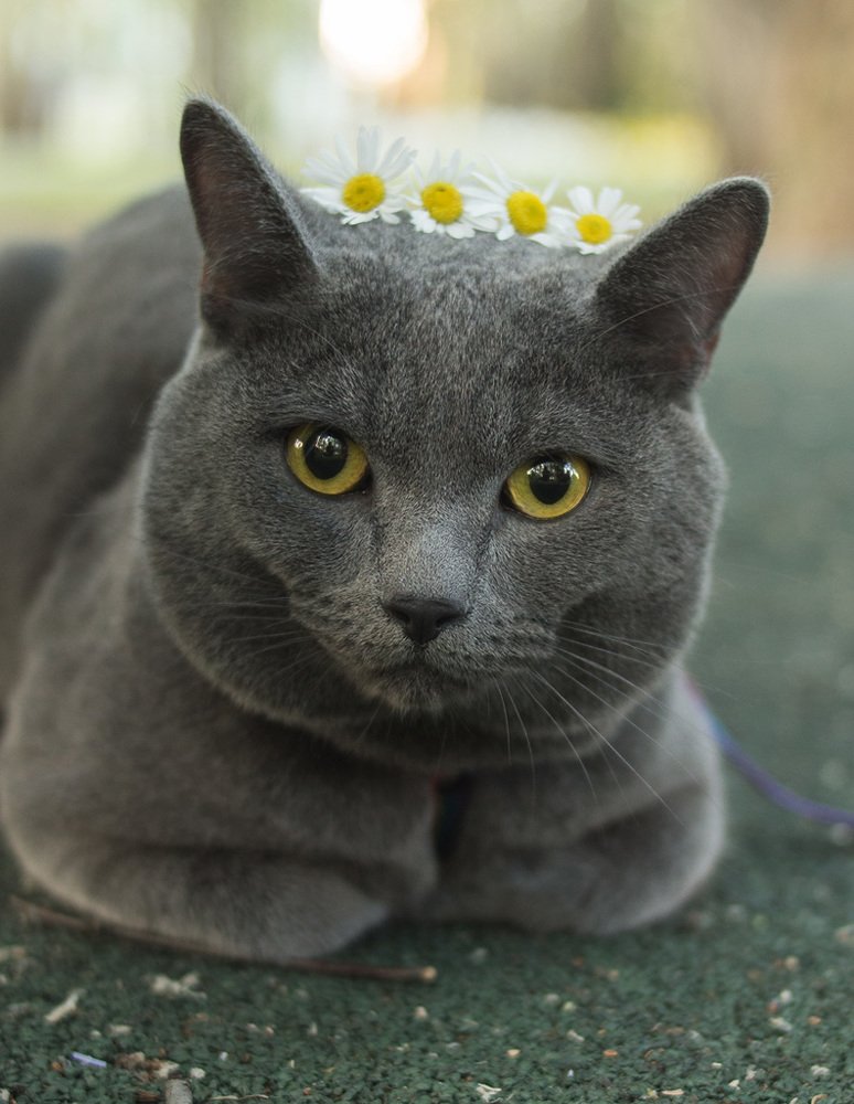 Ромашки успокаивают