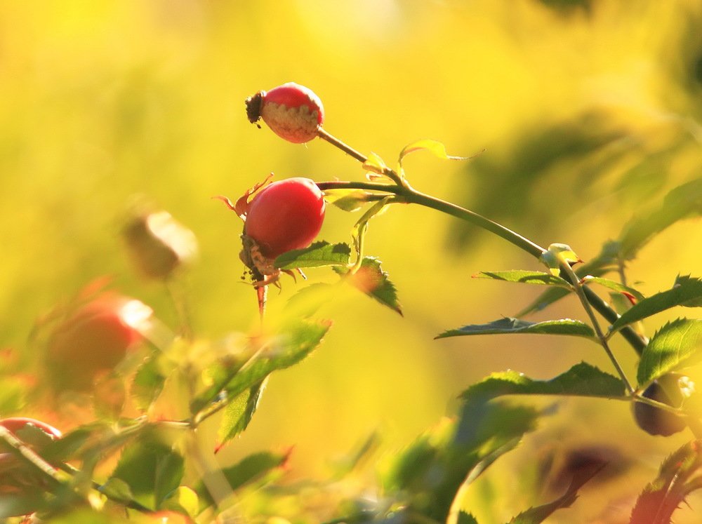 Окруженные солнечным светом