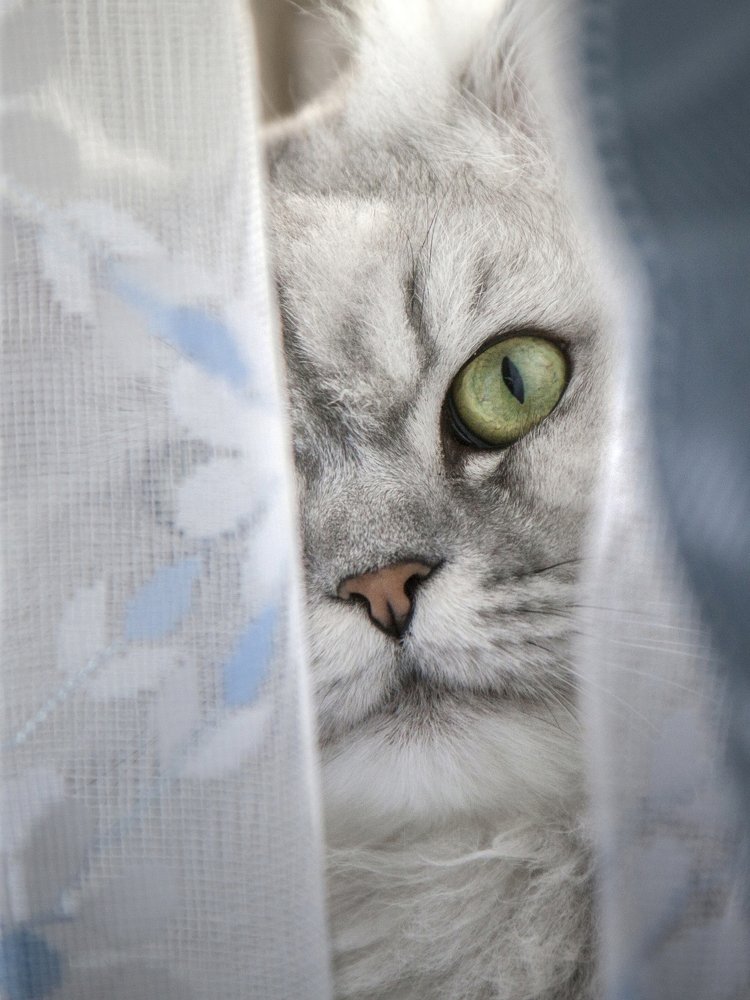 Любопытный.